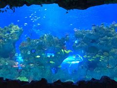 -芜湖新华联大白鲸海洋公园