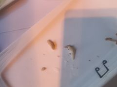 -尕西木老春台东乡手抓美食