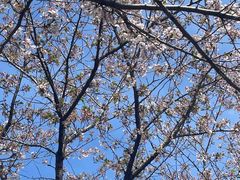 -高东镇樱花园
