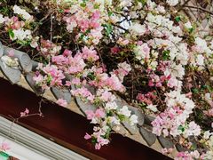 -深圳国际园林花卉博览园