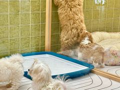 -帕帕拉兹宠物(亚洲旗舰店)