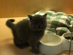 -Pets First伊珊娜洗护·精致美容·家庭式寄养(新会路店)