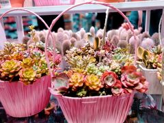 -KKV(深圳宏发大仟里店)