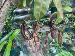 -国家植物园南园