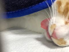 -福州肆爪动物医院