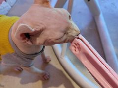 -藏猫猫咖啡主题馆(中央大道店)