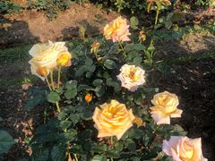 -人民公园(罗湖区)