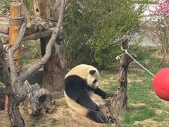 -青藏高原野生动物园