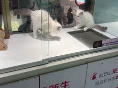 -悠尼宠物·独立低压伊珊娜洗护·美容·寄养(兰谷路店)