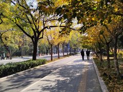 -三里屯东五街银杏大道