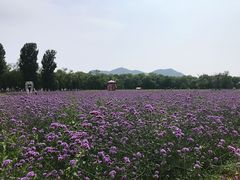 -北京东方普罗旺斯薰衣草庄园