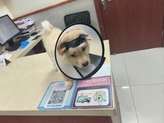 -艾贝尔宠物医院 ·内科全科(梁溪路店)