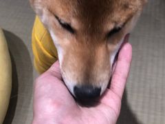 -逗柴咖啡屋·狗咖猫咖宠物桌游