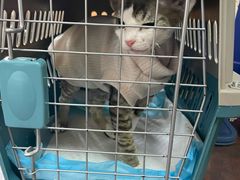 -Bastet sally猫舍购宠(静安店)