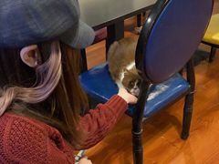 -猫小院猫主题咖啡厅(北锣店)