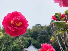 -桃花涧