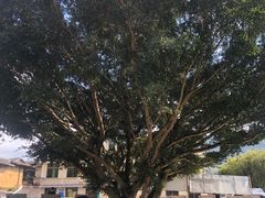 -初溪土楼群