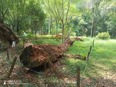 -南宁良凤江国家森林公园