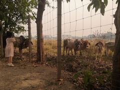 -Chom Cafe and Restaurant