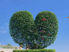 -东莞植物园