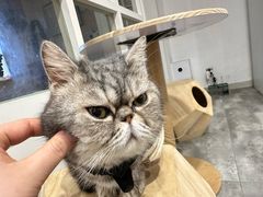 -楼上猫咖(罗湖店)