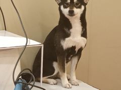 -和它·交个朋友·狗咖猫咖(爱琴海店)