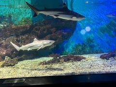-海合安武汉极地海洋公园