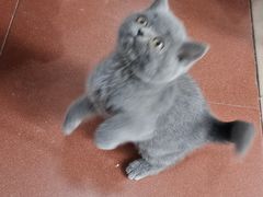 -青石桥花鸟鱼虫市场(叠翠城店)