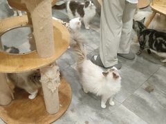 -楼上猫咖(罗湖店)