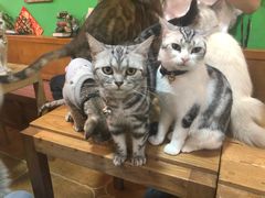-李小姐の猫咖啡馆(五角场店)