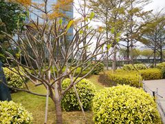 -国际邮轮中心码头(厦鼓码头)