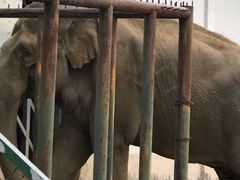 -合肥野生动物园