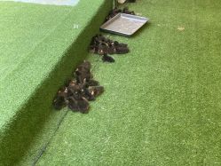 -萌宠亲子动物乐园(槐房万达店)