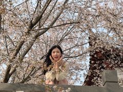 -樱花山风景区