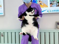 -北京观赏动物医院·24小时大型综合·猫专科·异宠专科