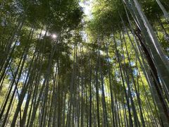 -天龙寺