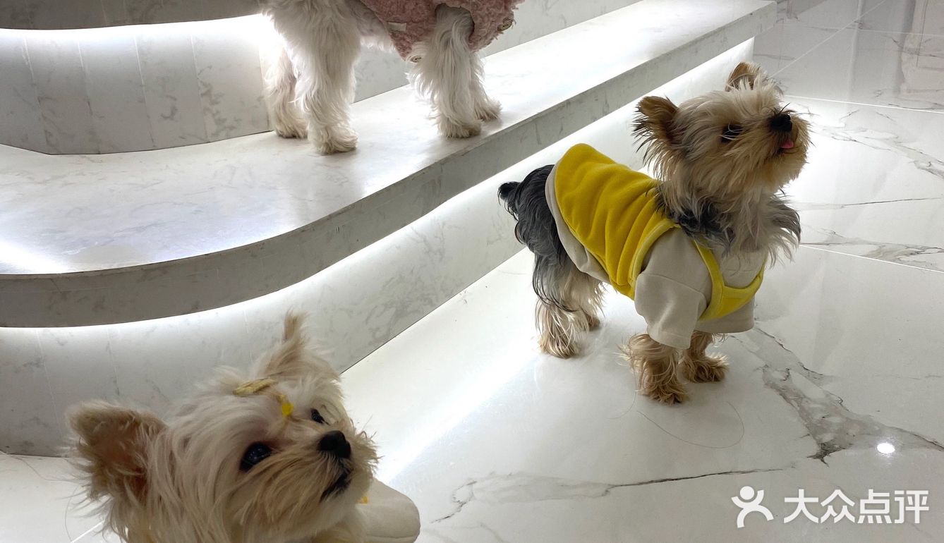成都探店｜可爱家的狗狗也太好rua了