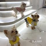 成都探店｜可爱家的狗狗也太好rua了