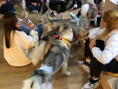 -Husky Go! 哈士奇体验馆·宠物咖啡厅狗咖