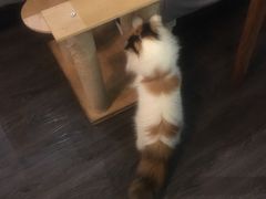 -吉丁鸟咖·异宠·寄养