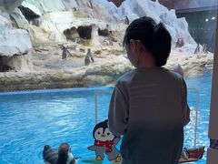 -帝企鹅自助餐厅•儿童岛•真企鹅(长隆企鹅酒店)