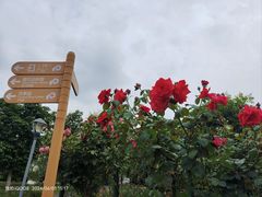 -顾村公园