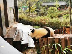 -中国大熊猫保护研究中心雅安碧峰峡基地