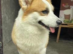 -磁器口古镇