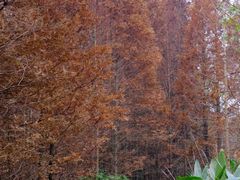 -桤木河湿地公园