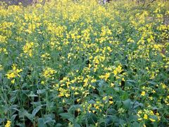 iphone_upload_pic-天适樱花悠乐园