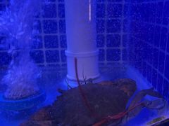 -七欣天香辣蟹火锅(闵行浦江欢乐颂店)