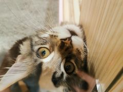 -屋虎猫馆(宝安大仟里店)