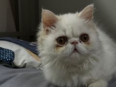 -喜多萌中农锦绣动物医院24H·猫科·牙科MRI·CT