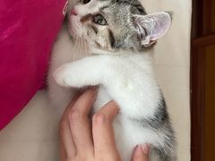 -lincat·猫舍(广州店)